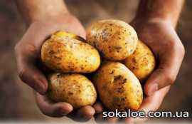 mozhno-li-est-kartoshku-pri-pohudenii-polza-kartoshki-kartofel